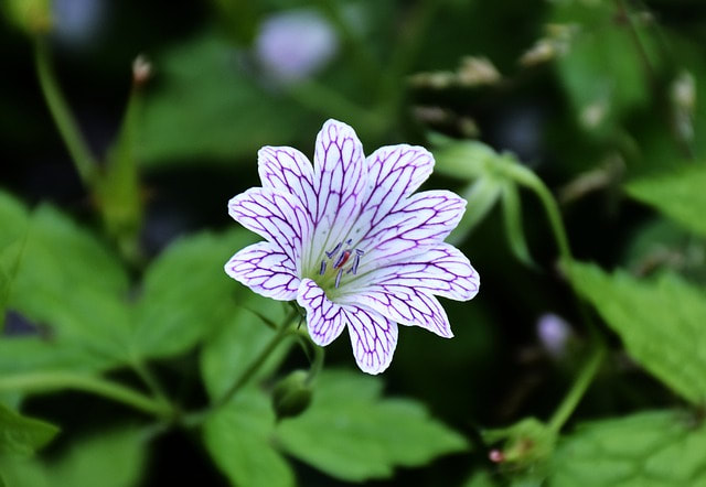 hardy Geranium are good replacements for weeds in your garden
