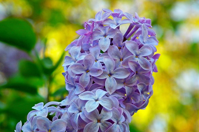 Butterflies like to perch on Blue Sky Lilacs